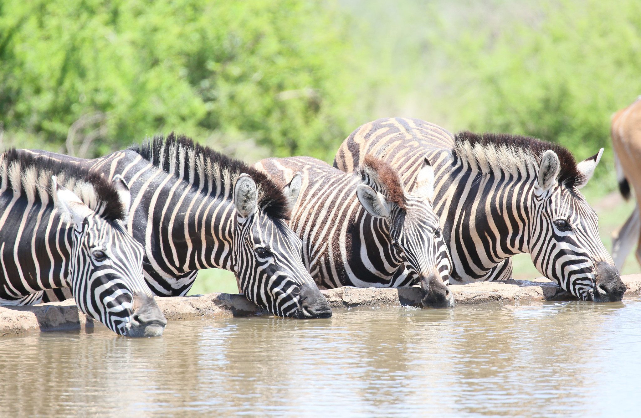 Burchell's zebra
