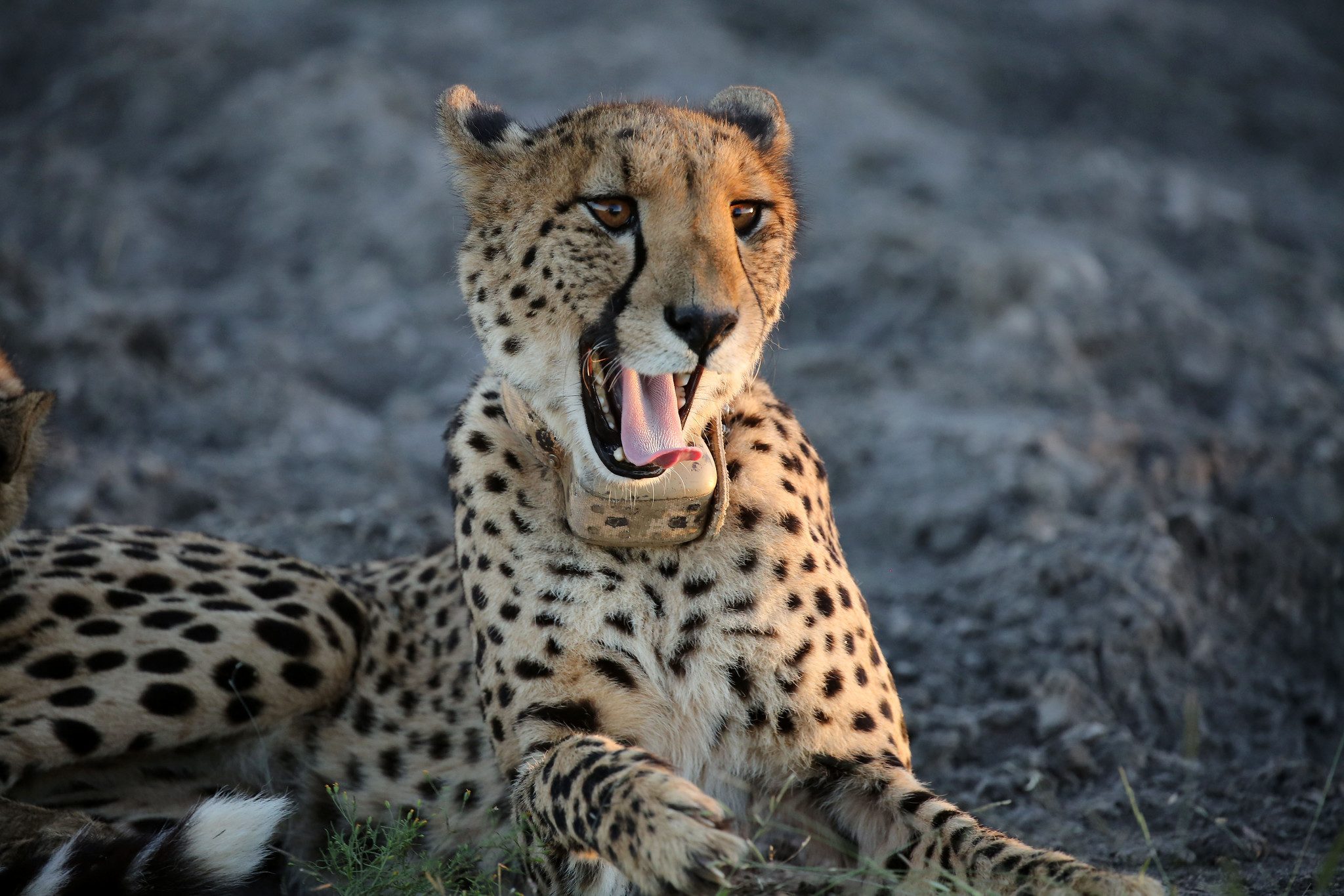 Madikwe cheetah
