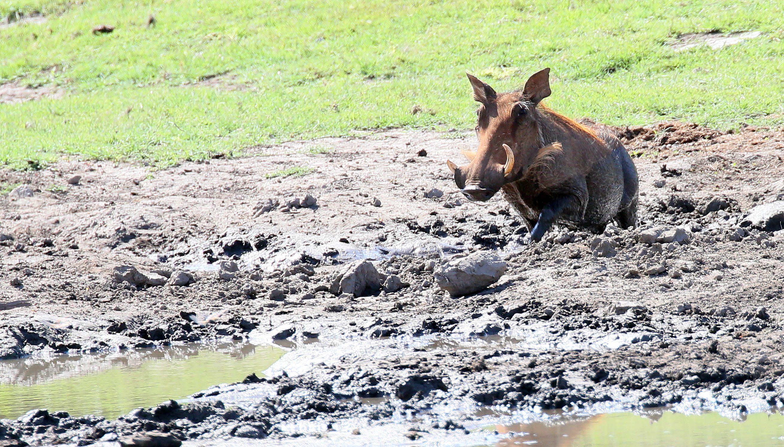 Mosetlha warthog