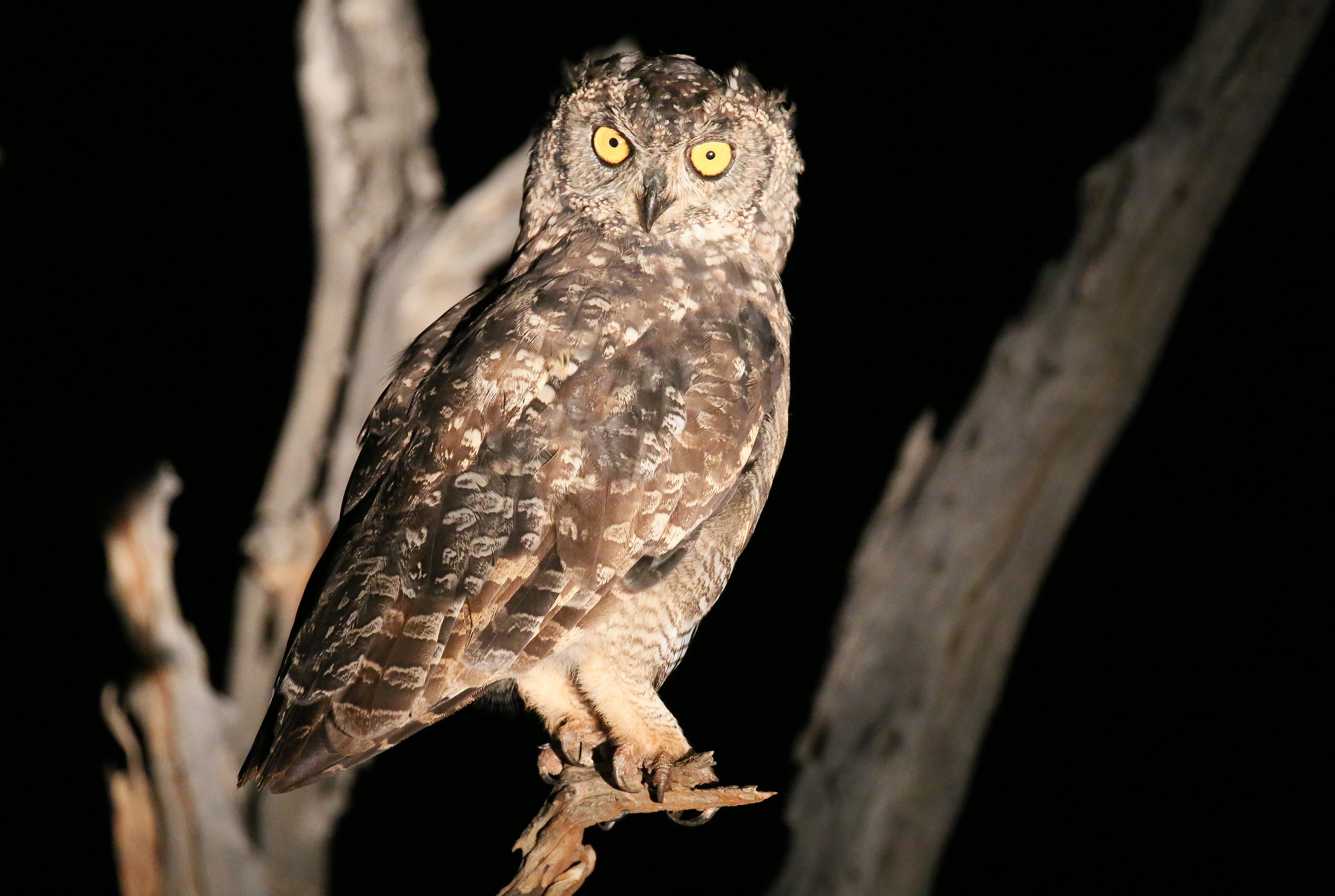 Mosetlha spotted eagle owl