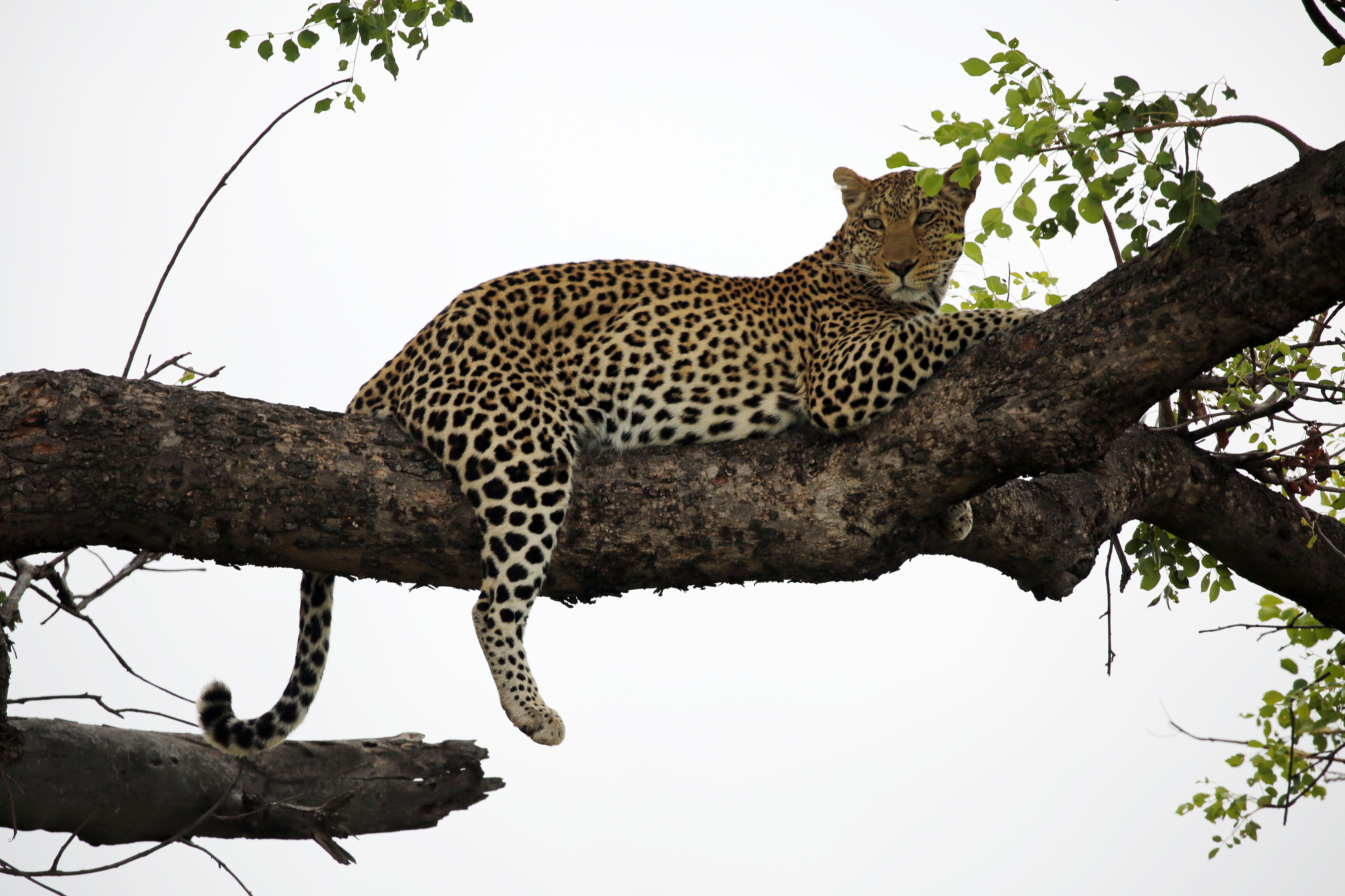 Mosetlha leopard